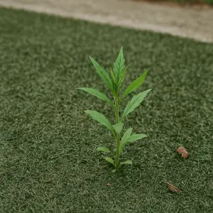 Can Weeds Grow In Artificial Grass