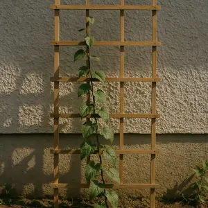 Climbing Plant Trellis