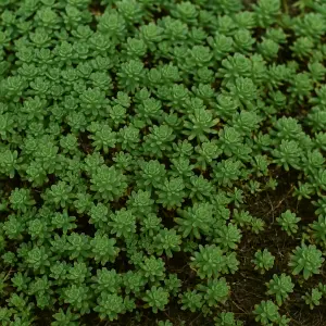 Green Roof Sedum