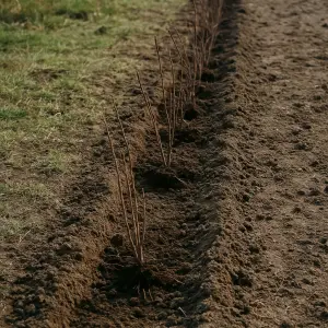 Hedge Planting Spacing