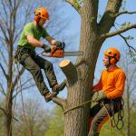 Tree Surgeons & Arborists