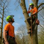 Tree Surgeons & Arborists